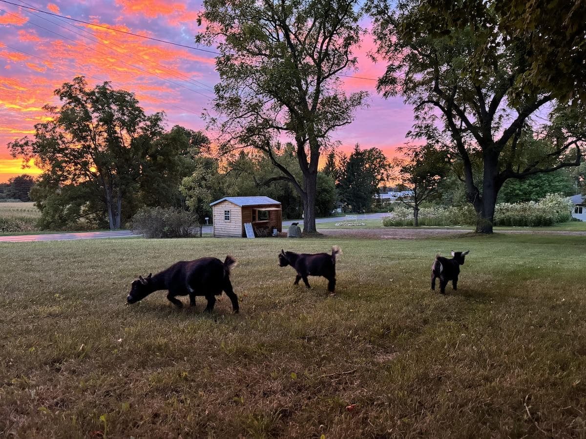 Book a tour, flower experience or class at the farm and meet the registered pygmy goats! Goats are not housed onsite where the rental is located. The farm in total is 8 acres.